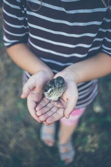The Little Bird That Fell From The Nest In The Hands Of A Child Royalty Free Stock Photography