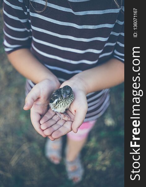 The little bird that fell from the nest in the hands of a child