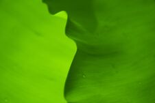 Abstract Photo Art Style Nature From Banana Leaf Royalty Free Stock Photography