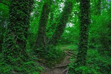 Among The Ivy Trees Somewhere In France Royalty Free Stock Photo