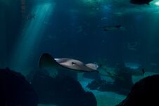 One Manta Fish Swimming In An Oceanic Environment Royalty Free Stock Photography