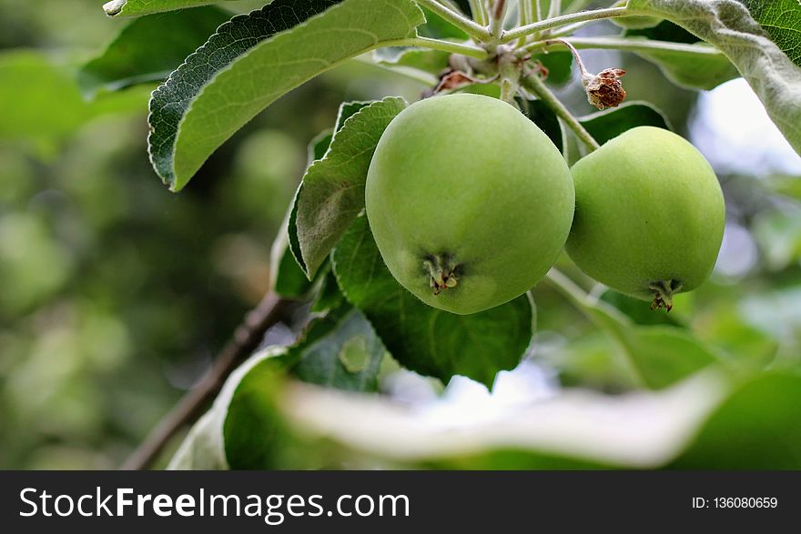 Fruit Tree, Fruit, Apple, Branch