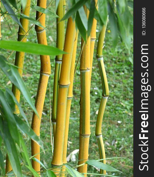 Bamboo, Plant Stem, Grass Family, Grass