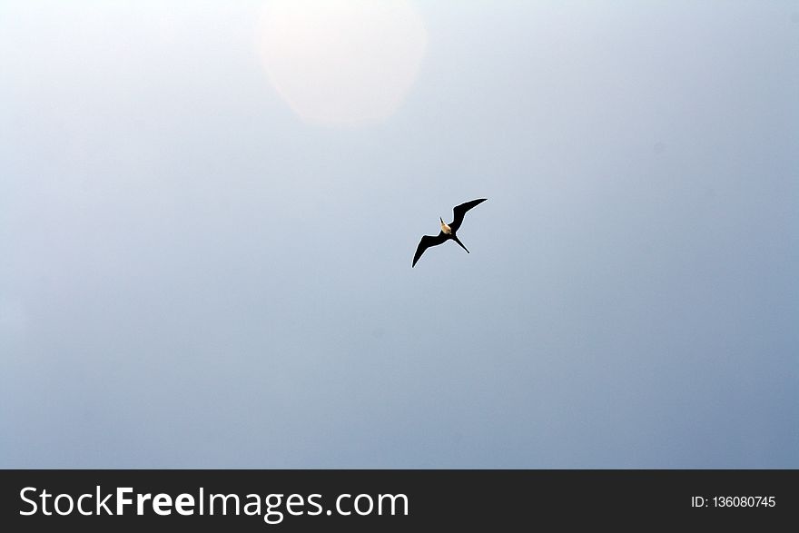Sky, Bird, Bird Migration, Flight