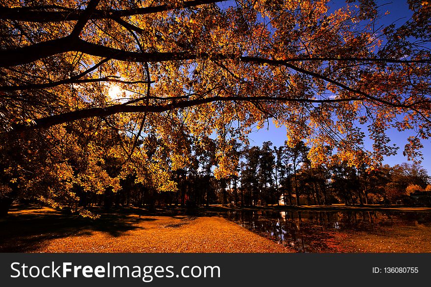 Nature, Autumn, Leaf, Sky