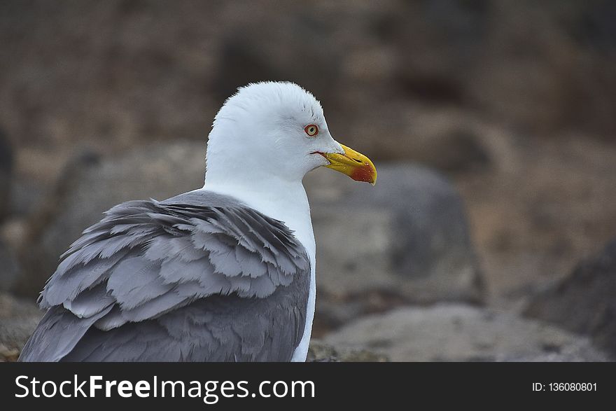 Bird, Gull, Beak, Seabird