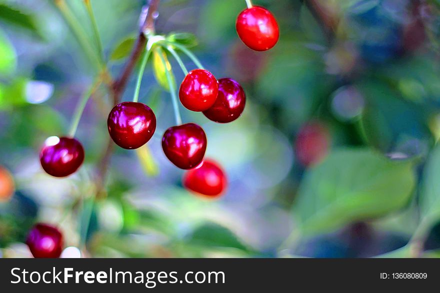 Cherry, Berry, Fruit, Close Up