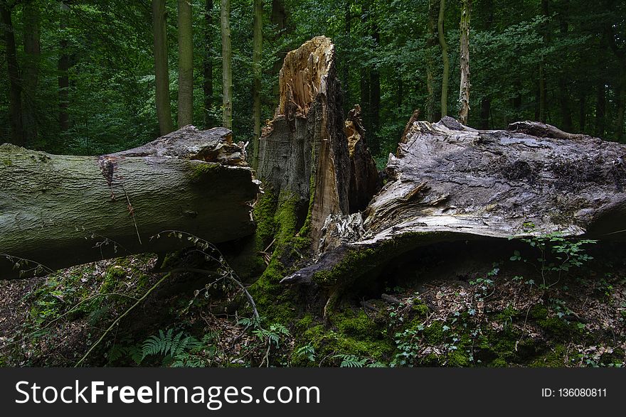 Nature, Woodland, Old Growth Forest, Tree