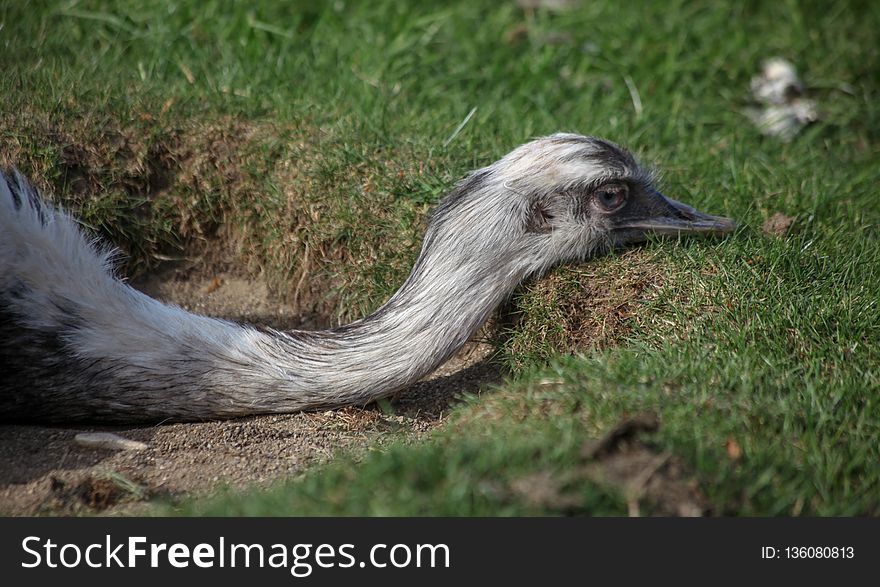 Fauna, Grass, Wildlife, Beak