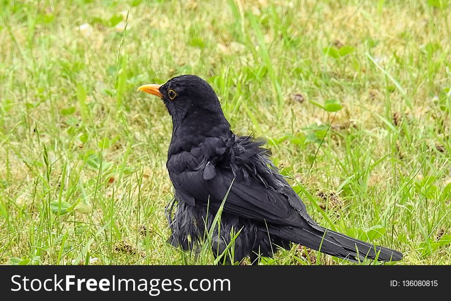 Bird, Blackbird, Beak, Grass