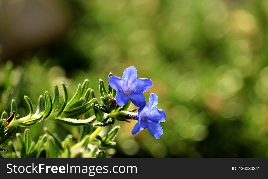 Flora, Plant, Flower, Bluebonnet