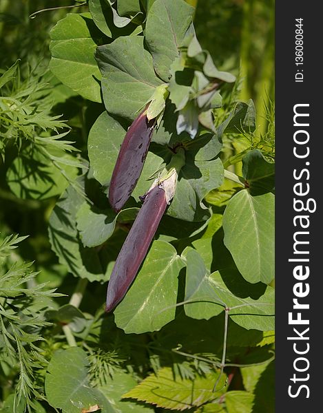 Plant, Leaf, Flora, Flower