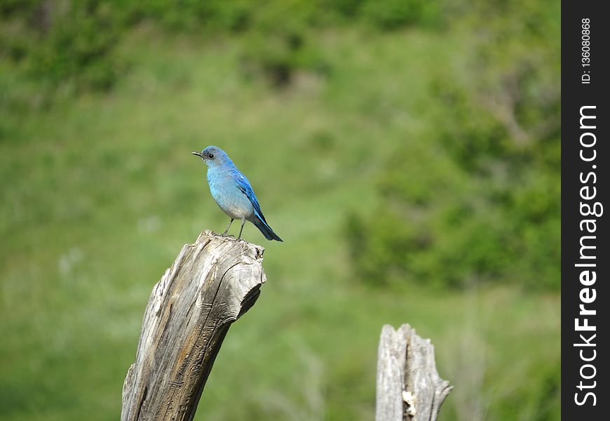 Bird, Bluebird, Ecosystem, Fauna