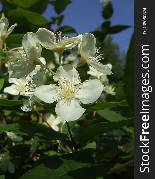 Plant, Flower, Spring, Rose Family