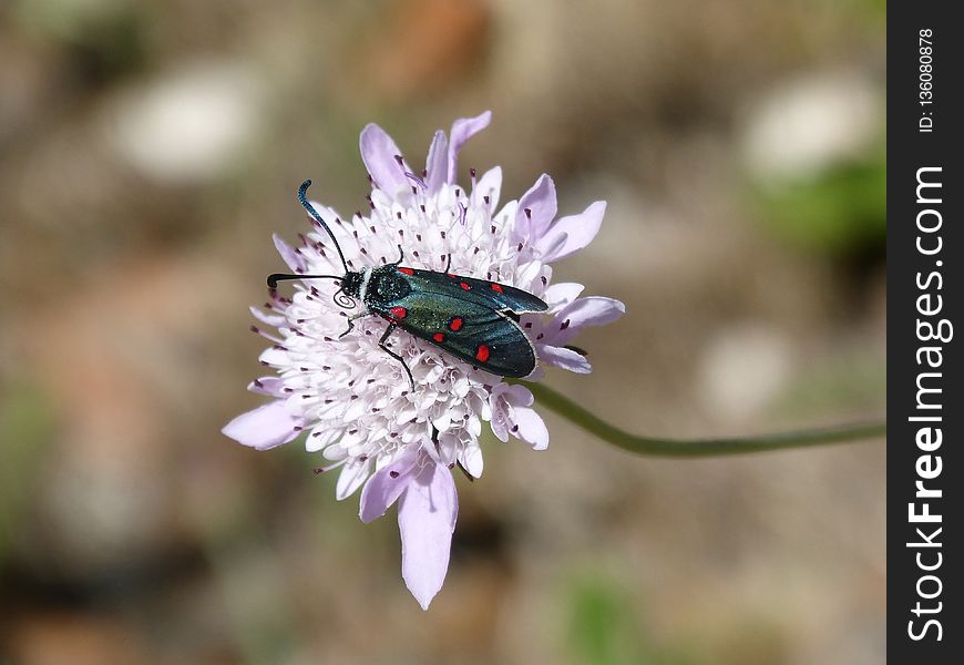 Flower, Flora, Purple, Insect