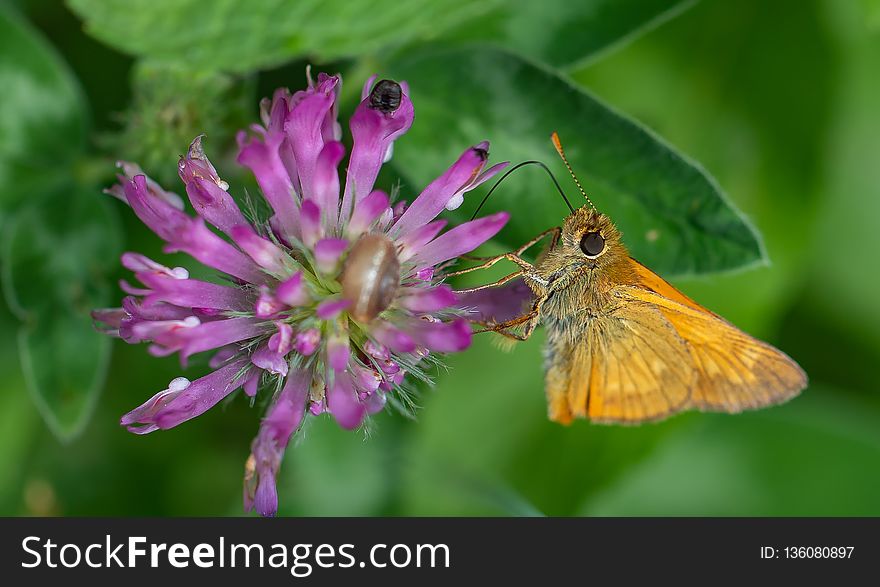 Butterfly, Nectar, Insect, Moths And Butterflies