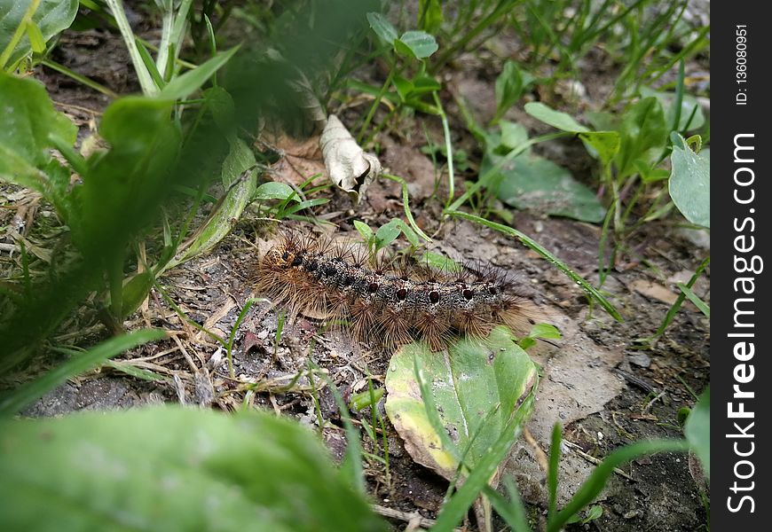 Caterpillar, Larva, Fauna, Terrestrial Animal
