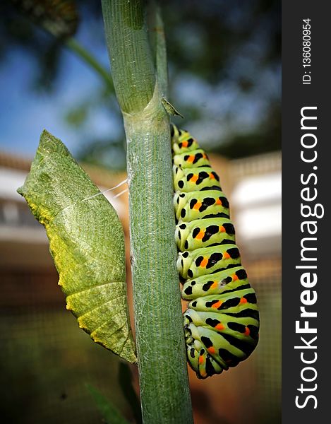 Caterpillar, Larva, Leaf, Flora