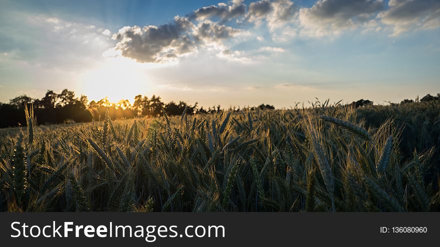 Sky, Field, Ecosystem, Grass Family