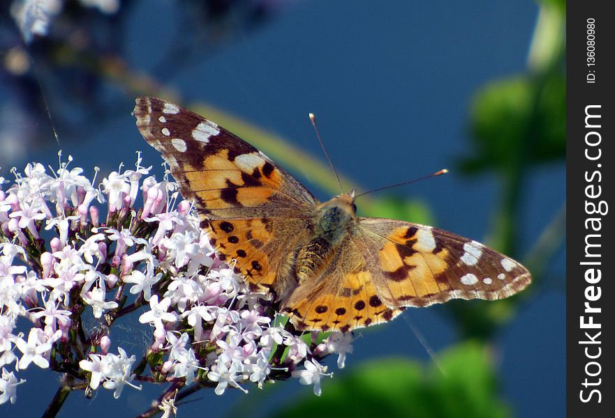 Butterfly, Insect, Moths And Butterflies, Brush Footed Butterfly