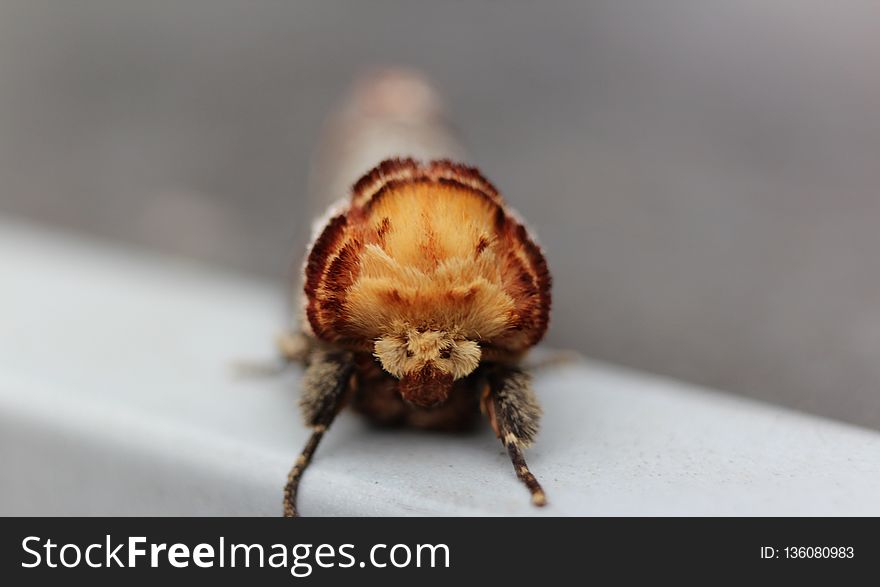 Insect, Invertebrate, Macro Photography, Araneus