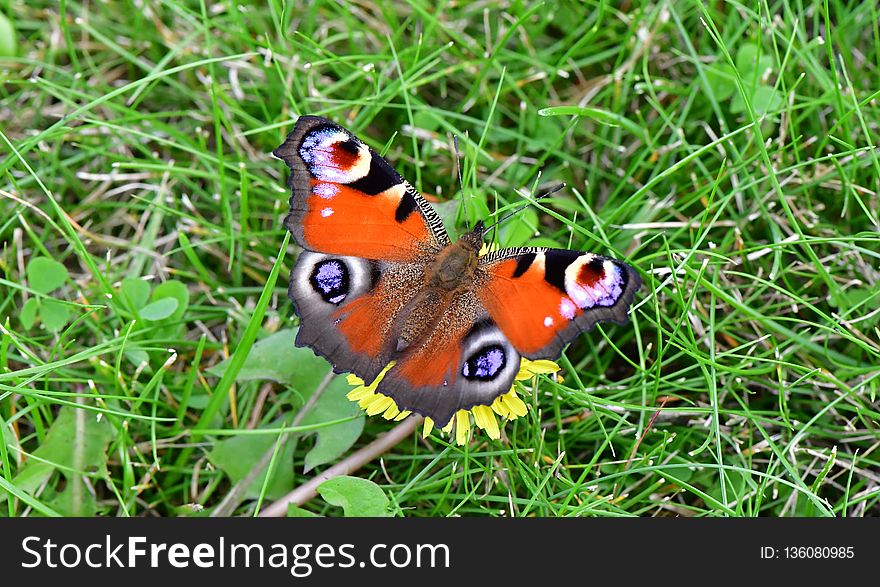 Butterfly, Insect, Moths And Butterflies, Invertebrate