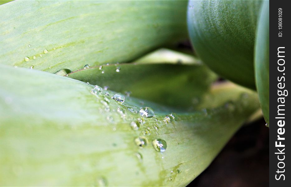 Water, Leaf, Drop, Close Up