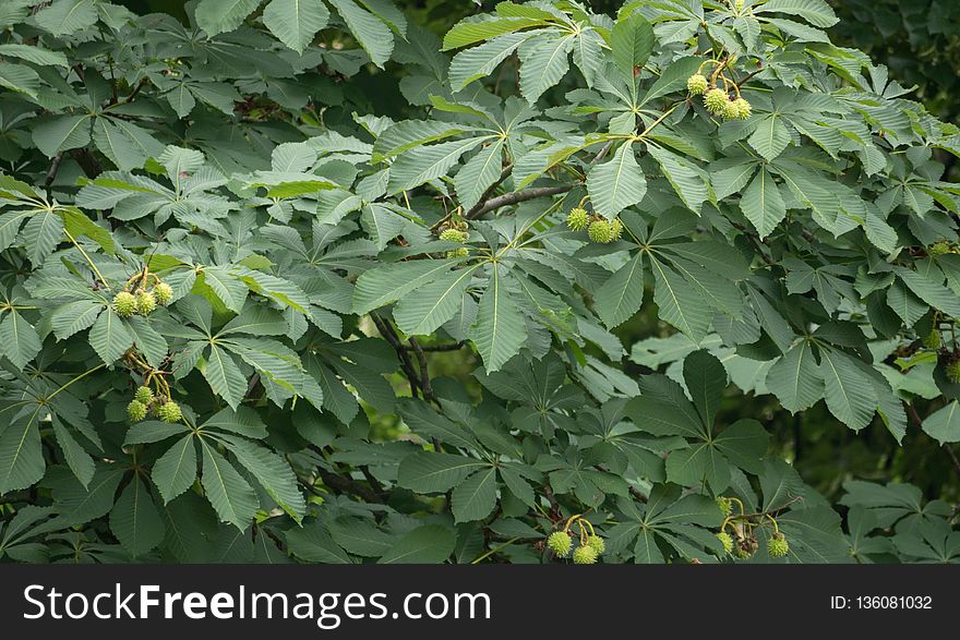 Plant, Leaf, Tree