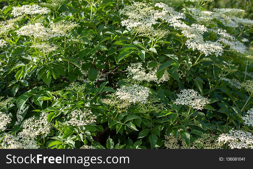 Plant, Nannyberry, Flora, Elderberry