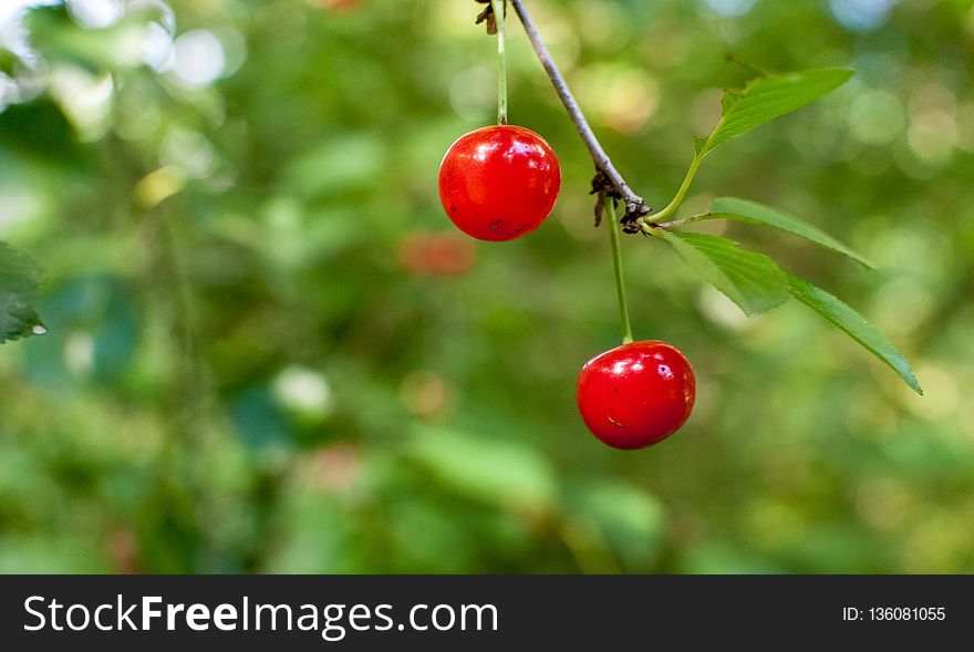 Cherry, Fruit, Berry, Branch