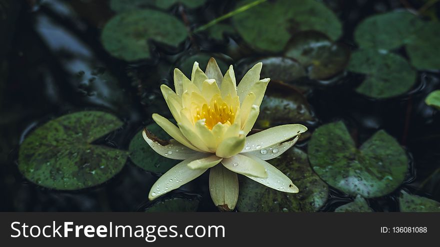 Flower, Flora, Plant, Yellow