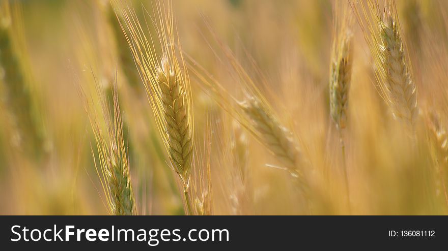 Food Grain, Wheat, Barley, Field