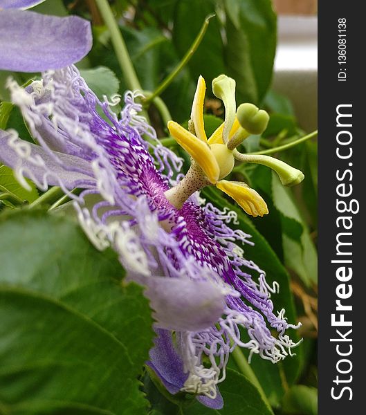 Plant, Flower, Flora, Passion Flower