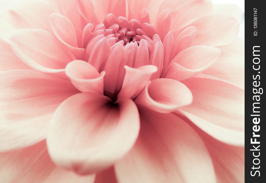 Flower, Pink, Flowering Plant, Petal