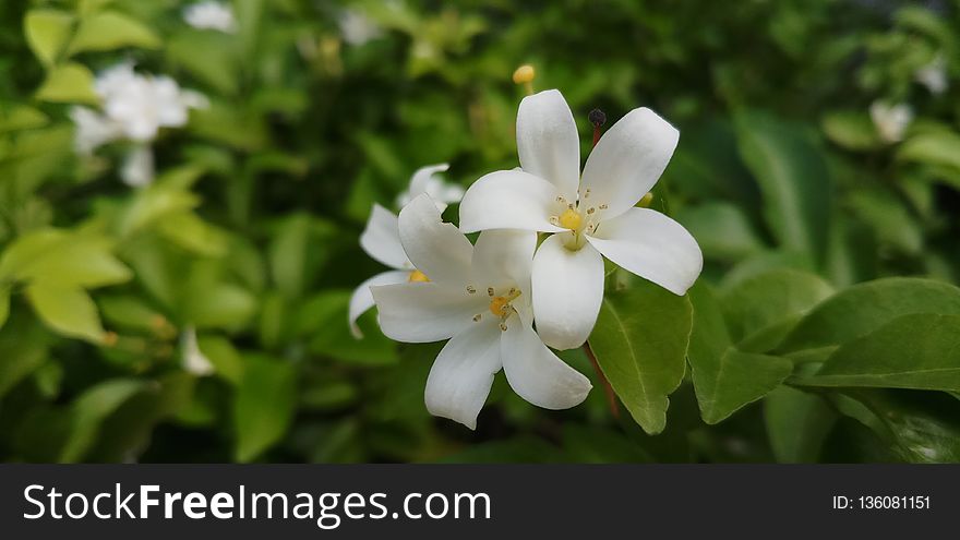 Flower, Plant, Flora, Jasmine