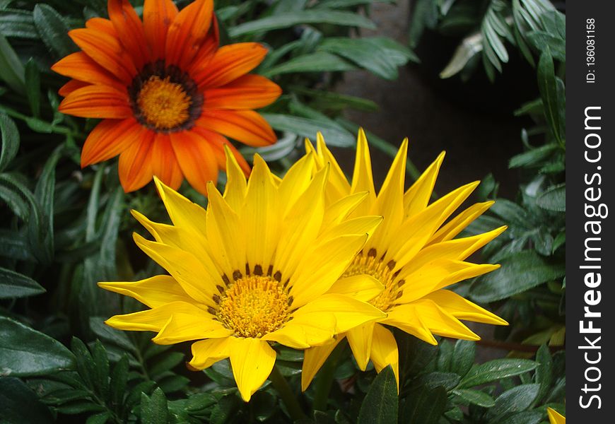Flower, Yellow, Plant, Daisy Family