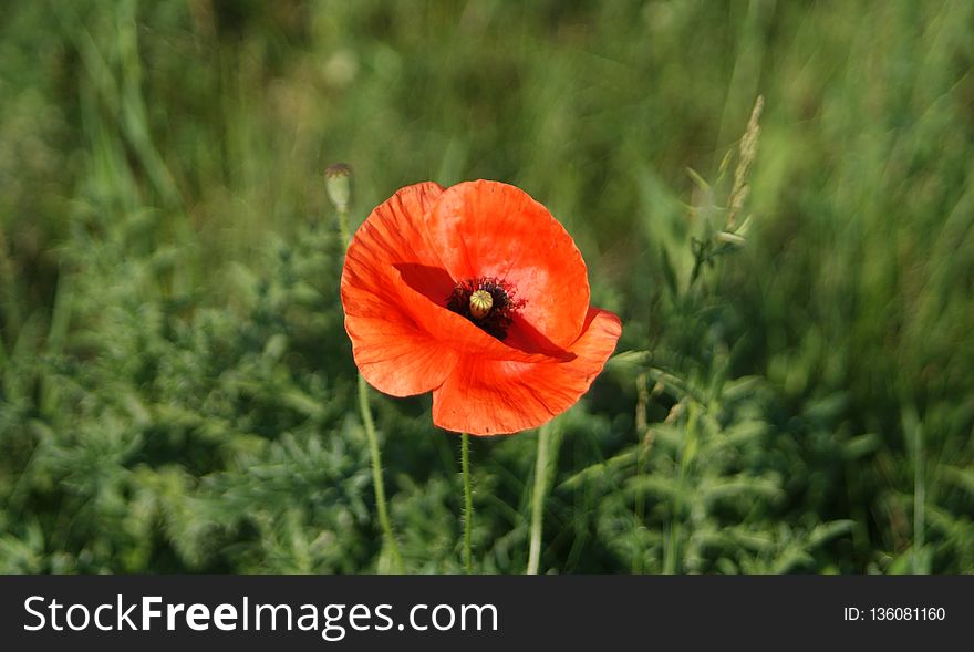 Flower, Wildflower, Poppy, Vegetation