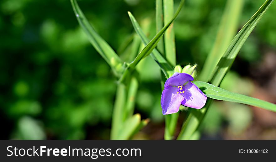 Flora, Plant, Flower, Flowering Plant