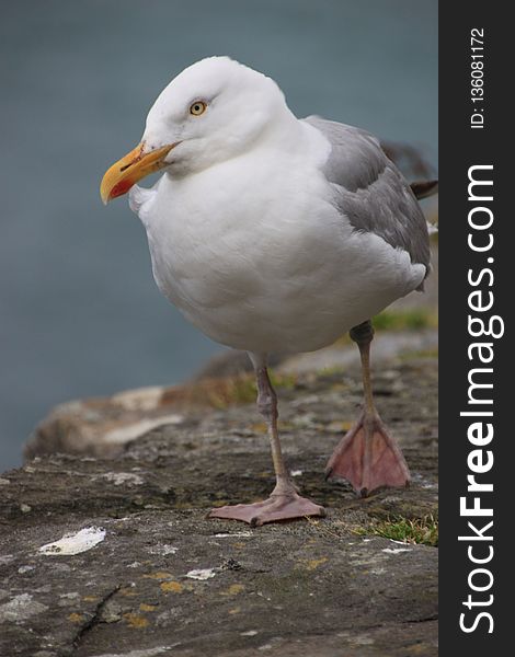 Bird, Gull, Beak, Seabird