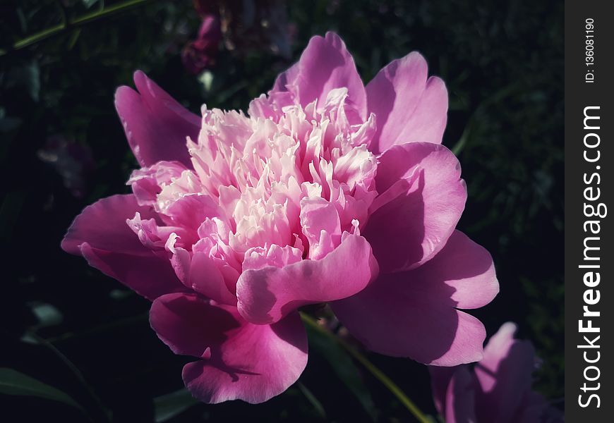 Flower, Plant, Pink, Peony