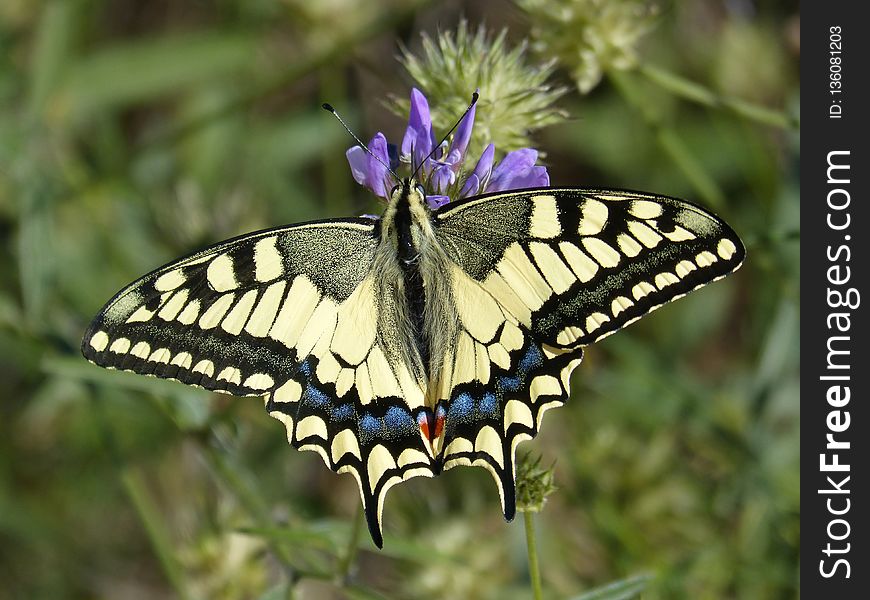 Butterfly, Moths And Butterflies, Insect, Brush Footed Butterfly