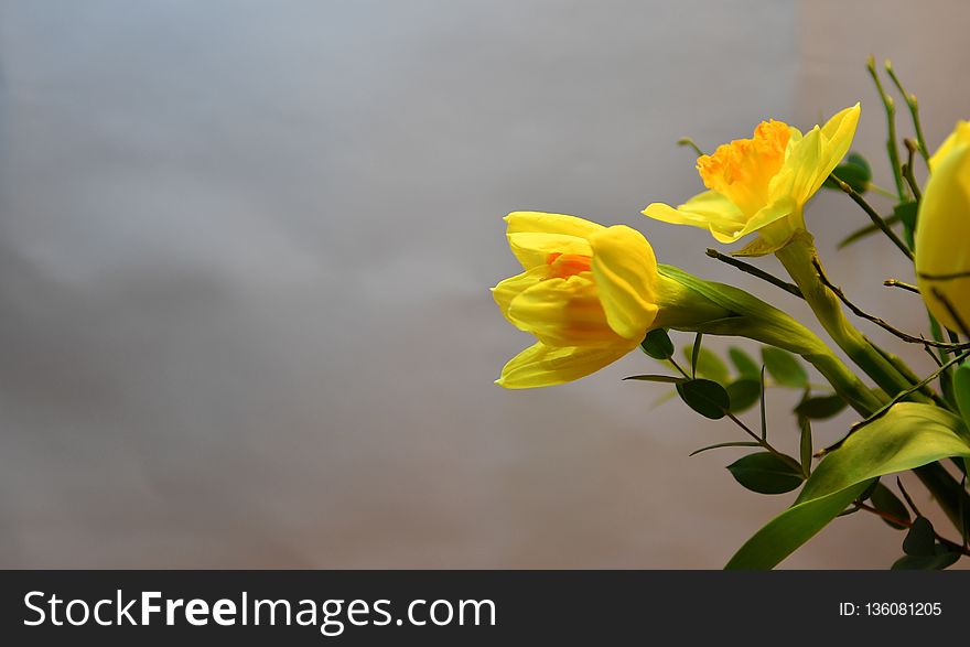 Flower, Yellow, Plant, Flora