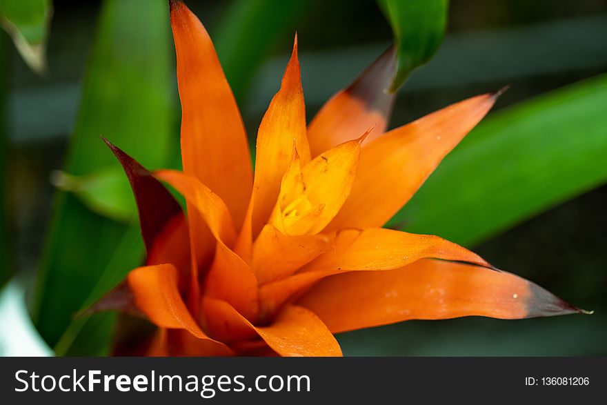 Flower, Flora, Plant, Close Up