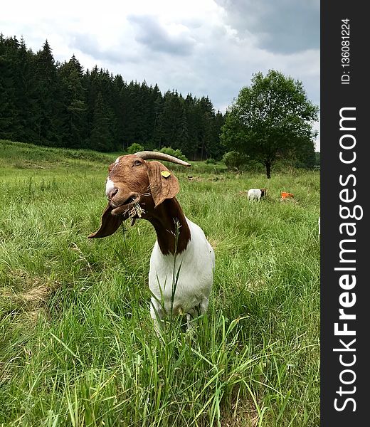 Goats, Goat, Pasture, Grass