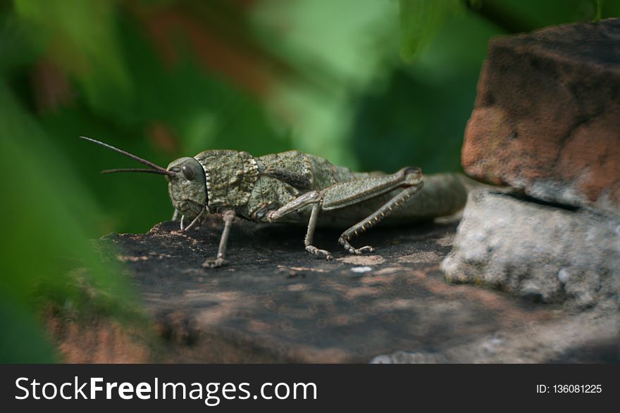 Insect, Fauna, Grasshopper, Organism