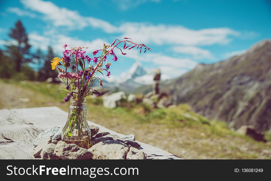 Mountainous Landforms, Sky, Flower, Tree