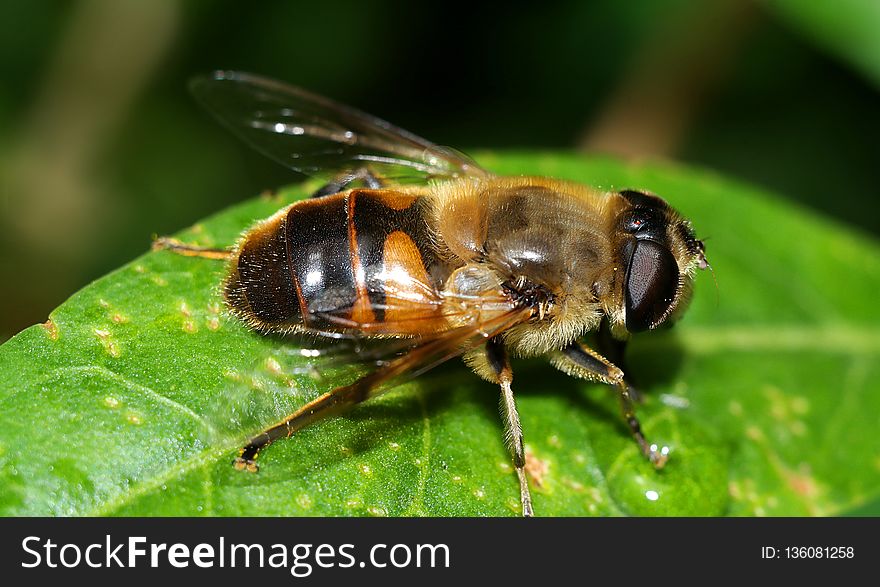 Insect, Bee, Invertebrate, Honey Bee