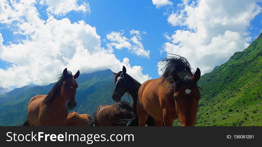 Horse, Ecosystem, Grassland, Horse Like Mammal