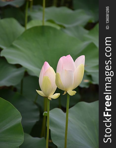 Flower, Lotus, Sacred Lotus, Plant