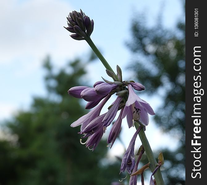 Flower, Plant, Flora, Purple